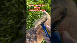 Australian Cattle Dog Moulting  Grooming My Red Heeler dog shorts [upl. by Maynord755]