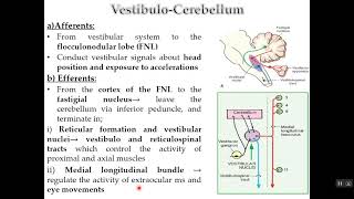 Physiology of Cerebellum [upl. by Adnav]