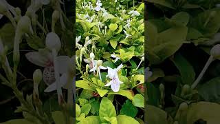 Pseuderanthemum Andersoni stock shortsshort youtubeshortsflowers shortvideosnature viralshort [upl. by Schalles511]