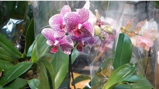 Phalaenopsis Orchids Watering Lighting and Fertilizing [upl. by Enelad]