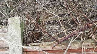 UPDATE Growing edible plants up the chicken run A bit of sad news and plans for the future [upl. by Holds446]