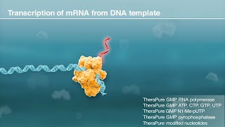 Transcription and mRNA processing  Biomolecules  MCAT  Khan Academy [upl. by Mitinger]