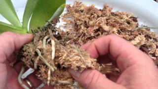 ORCHID CARE Repotting a Phalaenopsis Orchid With Keiki  How to repot an Orchid Ravenvision orchid [upl. by Suoiradal]