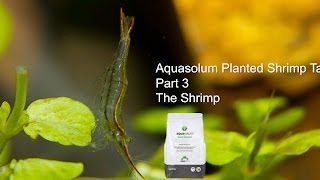 Aquasolum Freshwater Shrimp Aquarium Part 3 Fincasters Episode 114 [upl. by Isia883]