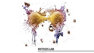 Labster Virtual Lab Mitosis Simulation [upl. by Youlton]