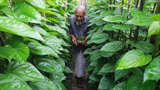 Betel Leaf Garden  How To Collect Organize and Sell Betel Leaf  Betel Leaf Keeps The Doctor Away [upl. by Tempest]