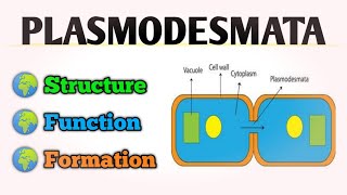 PLASMODESMATA Structure And Function  Protoplasmic Bridge of Plant Cell [upl. by Ezeerb544]