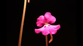 Carnivorous Plant Pinguicula moranensis Flower Timelapse [upl. by Ardnovahs458]