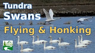 Swans flying and honking loud sound [upl. by Andeee]