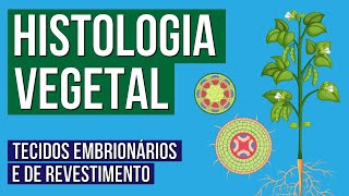 HISTOLOGIA VEGETAL tecidos embrionários e de revestimento  Biologia para o Enem  Cláudia Aguiar [upl. by Kiley]