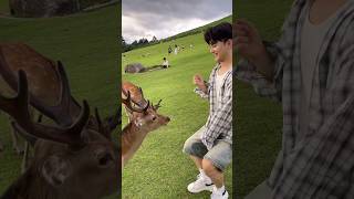 realtime Nara Park korean handsomeboy realtime NaraPark deer [upl. by Nayrda]