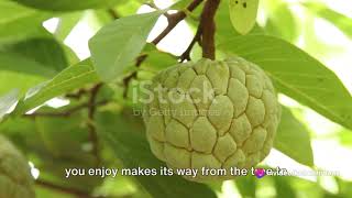 Secrets of Annona Harvesting Unveiling the Journey [upl. by Suiraj]