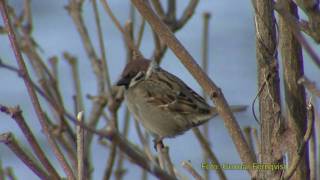 PILFINK Eurasian Tree Sparrow Passer montanus Klipp  305 [upl. by Macilroy226]