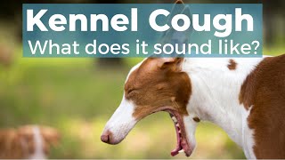 Kennel Cough In Dogs [upl. by Frederico]