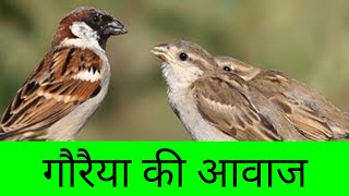 गौरैया की आवाज Sparrows chirping [upl. by Naawaj]