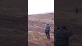 Smart Hidden Hare Escapes Hunter with Incredible Speed HareHunting Hunting Speed WildHare [upl. by Saylor]