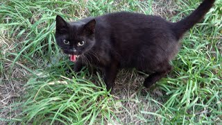 Angry black cat hisses at me [upl. by Ardnosal684]