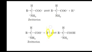 Amino acid in acidic and alkaline medium Isoelectric Point [upl. by Rebma353]