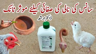 How to Clear a Chickens Airway  Free Air for Poultry Respiratory Problems  Dr ARSHAD [upl. by Yadnil]