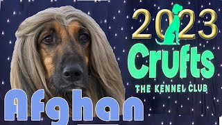 Crufts 2023 Afghan Hound [upl. by Eserahc53]