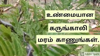 உண்மையான கருங்காலி மரம் [upl. by Nollahp]