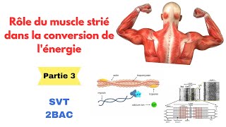 Rôle du muscle strié dans la conversion de lénergie 2BAC  partie 3 [upl. by Carver]