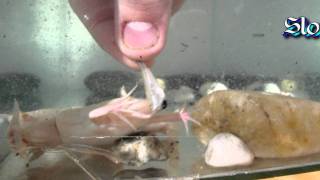 Xenopus laevis feeding [upl. by Nnylarak]