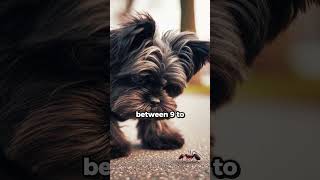 Affenpinscher Breed Facts [upl. by Latt]