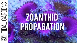 Zoanthid and Palythoa Coral Propagation [upl. by Annaiel]