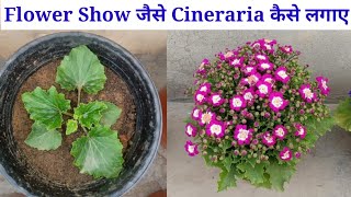 Flower Show Cineraria के पौधे कैसे तैयार करे How to grow cineraria And Impatiens [upl. by Elraet]