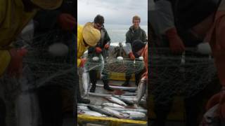 Set Net fishing in Naknek Alaska [upl. by Gianina]