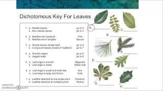 Dichotomous Key Reading [upl. by Mattson]