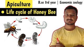 Life cycle of Honey bee  Life cycle  Apis indica  Bsc 3rd year Economic zoology  Apiculture [upl. by Adalard]