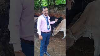 Diarrhoeaveterinaryveterinarymedicinediarrhoeafarmertrendinganimalssubscribeviralvideo [upl. by Gershom]