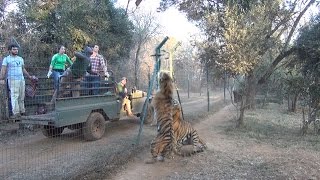 Tigers jumping for food [upl. by Orsino964]