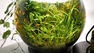 10l bowl  Walstad method  Natural Planted Tank [upl. by Enellij643]