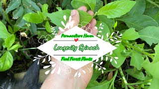 Longevity Spinach  Sambung  Gynura Procumbens  Perennial  Superfoods  Food Forest Plant [upl. by Anivla]