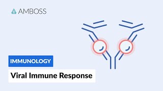 Immune Response to Viruses How the Body Reacts [upl. by Rehpotsirc]