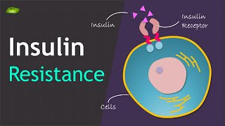 Insulin Resistance  Basics and Mechanism  Basic Science Series [upl. by Shiller617]