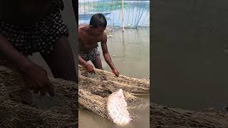 Amazing Net Fishing Video From River During Sunny Day fishing fish villagelife [upl. by Drofnas]