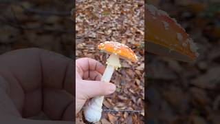 La toxicité par contact champignon educatif apprendresuryoutube mycologie amanitetuemouche [upl. by Bucher842]