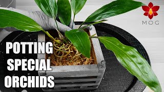 How I repot Orchids with pendant flower spikes  Stanhopea amp Gongora Orchids [upl. by Judus58]