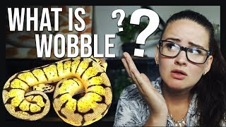 WHAT IS WOBBLE  Spider Ball pythons [upl. by Nomead]