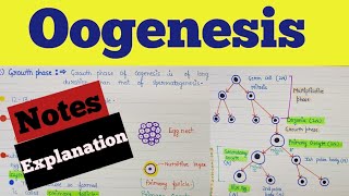 What is oogenesis  Oogenesis class 12  Oogenesis notes  Oogenesis process  Human reproduction [upl. by Madison]