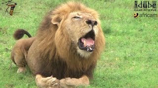 Powerful African Lion Roaring [upl. by Mathia808]