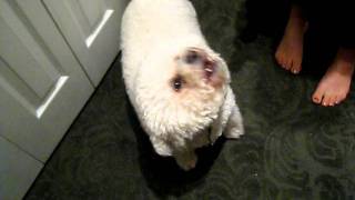 Barking Bichon frise [upl. by Waechter]