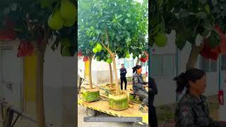 Creative Way Of Container Planting Technique Makes Pomelo Trees Transplantation To Yard Villa Easily [upl. by Oluap]