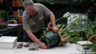 Harvesting Galangal Ginger grown in 12inch Autopot [upl. by Hamish281]