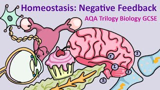 GCSE Science Biology AQA  Homeostasis Negative Feedback [upl. by Shawnee]