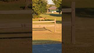 Pawhuska Wildlife DEER [upl. by Irreg630]